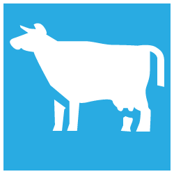  icone_aliments_vaches_laitières 