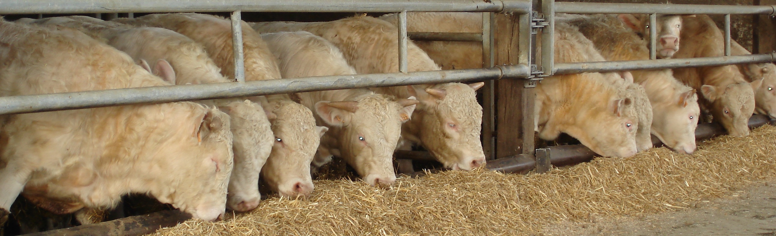 charolais photofiltre