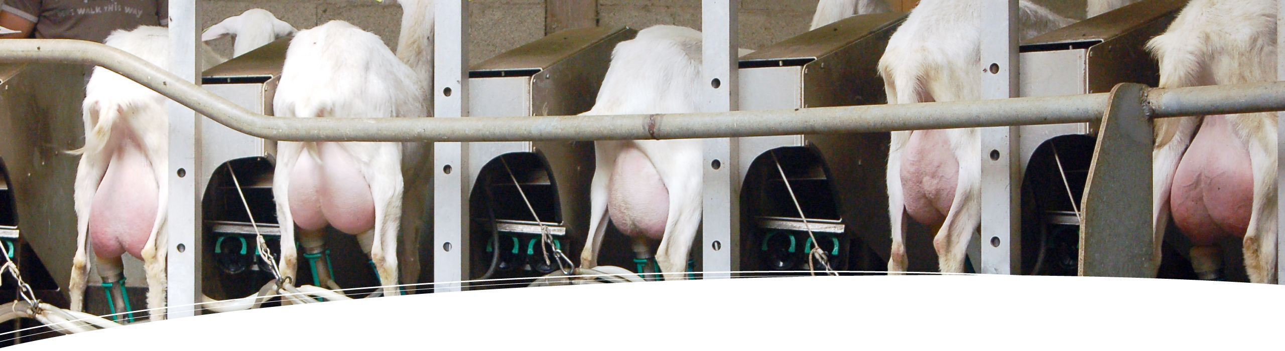 Chèvres en lactation