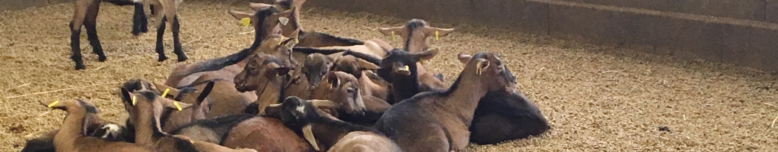 Élevage de chevrettes