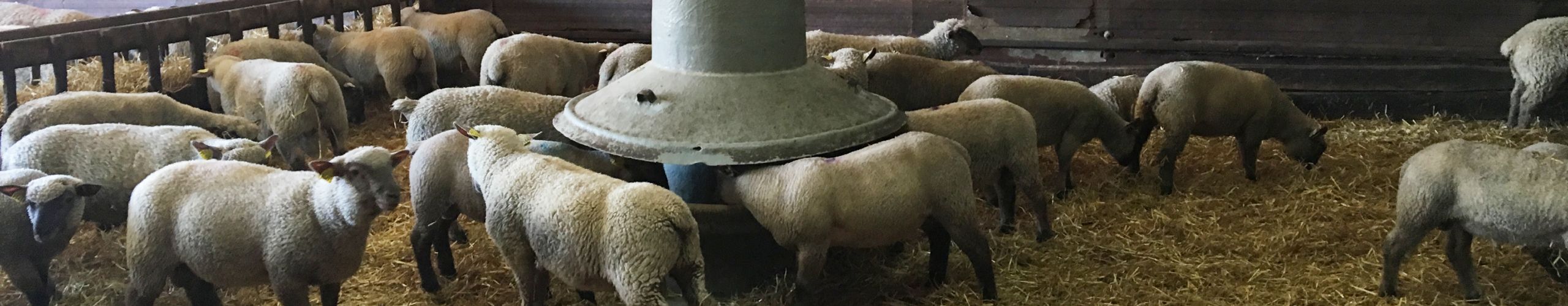 Ovins agneaux au nourrisseur