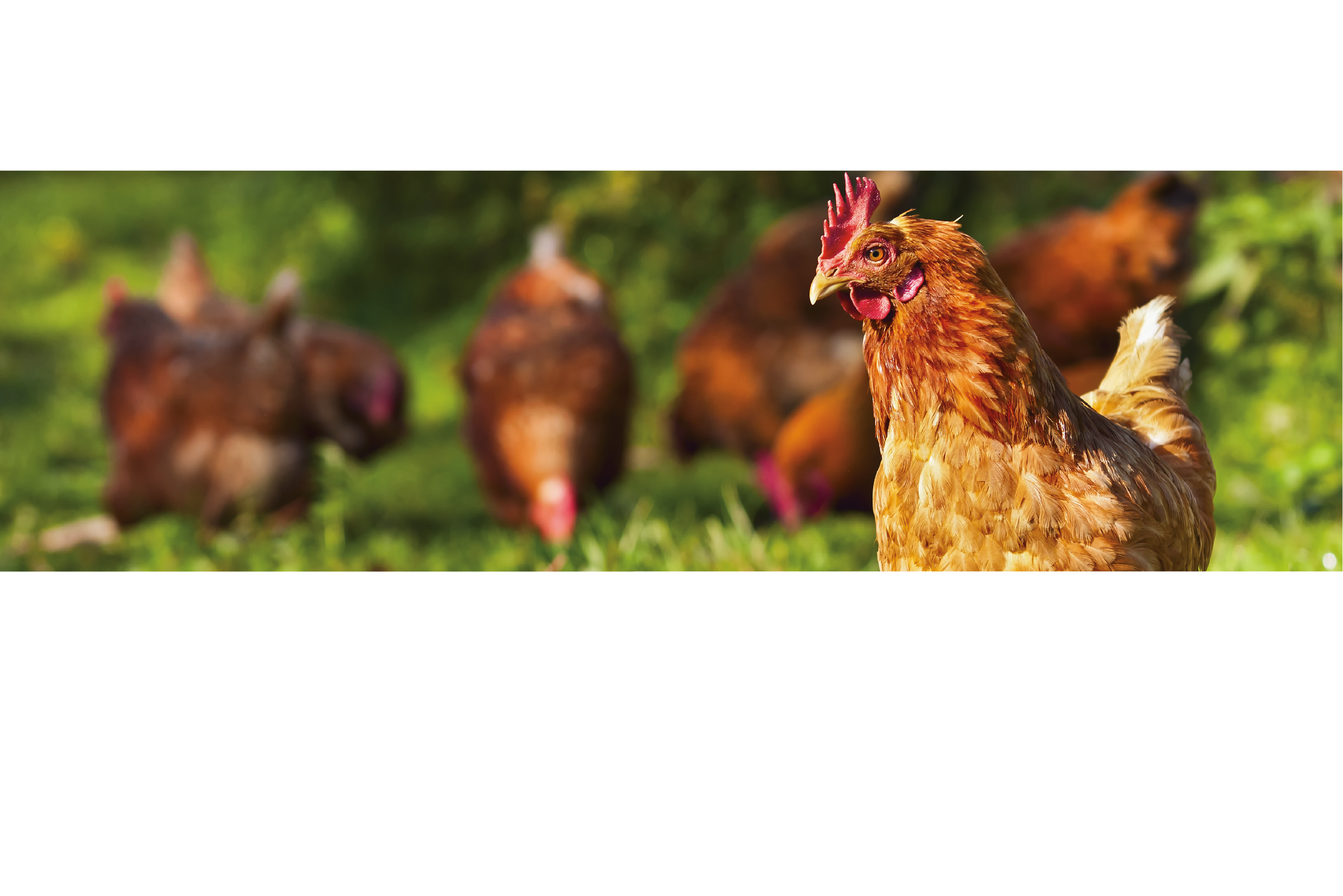 poules pondeuses