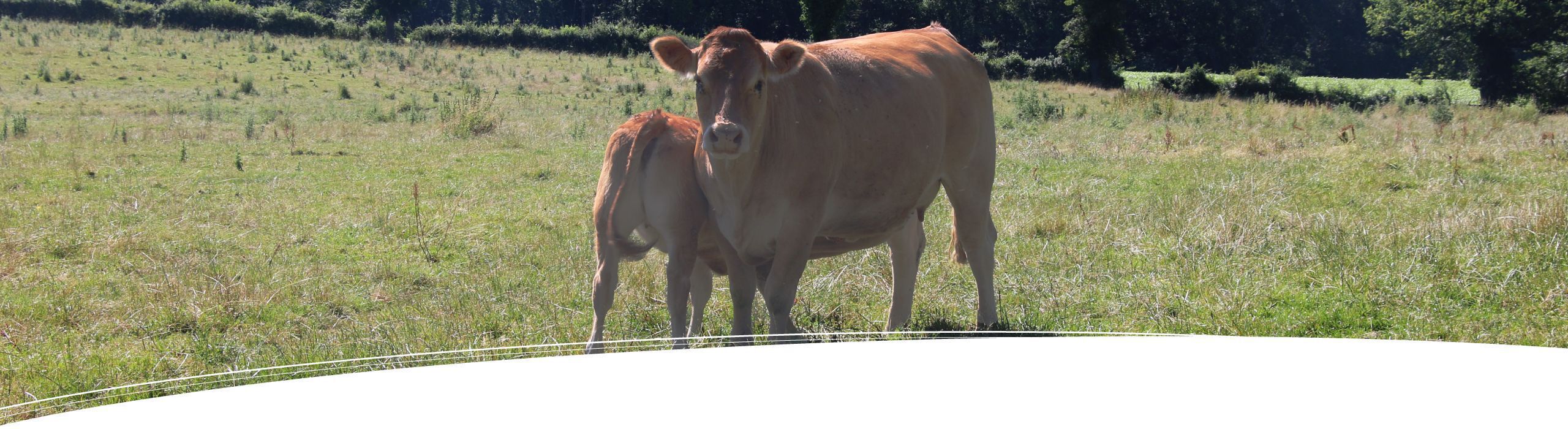 Vaches allaitantes