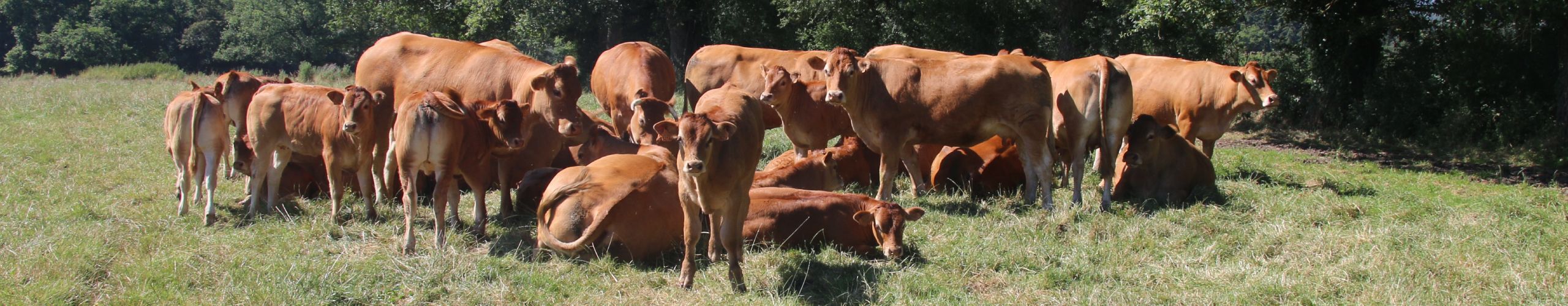 Vaches engraissement