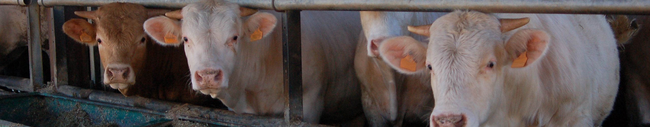 Vaches femelles taurillons