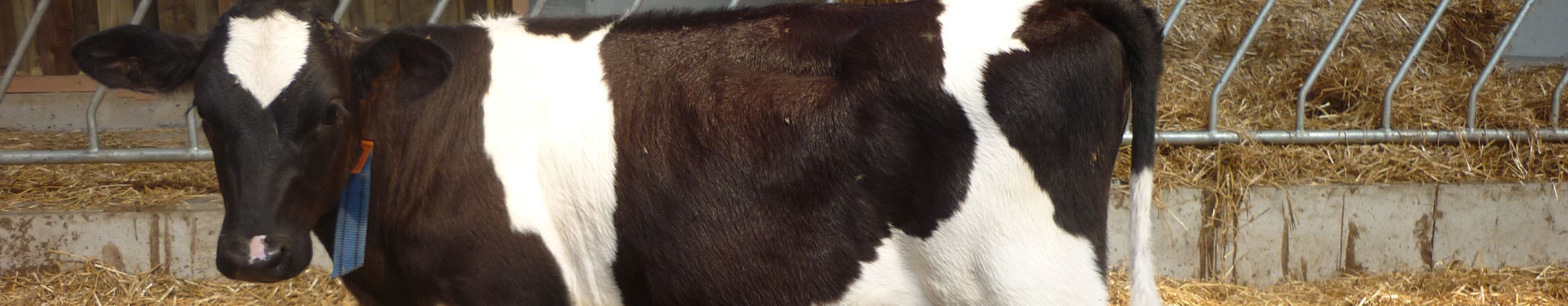Vaches laitières génisse