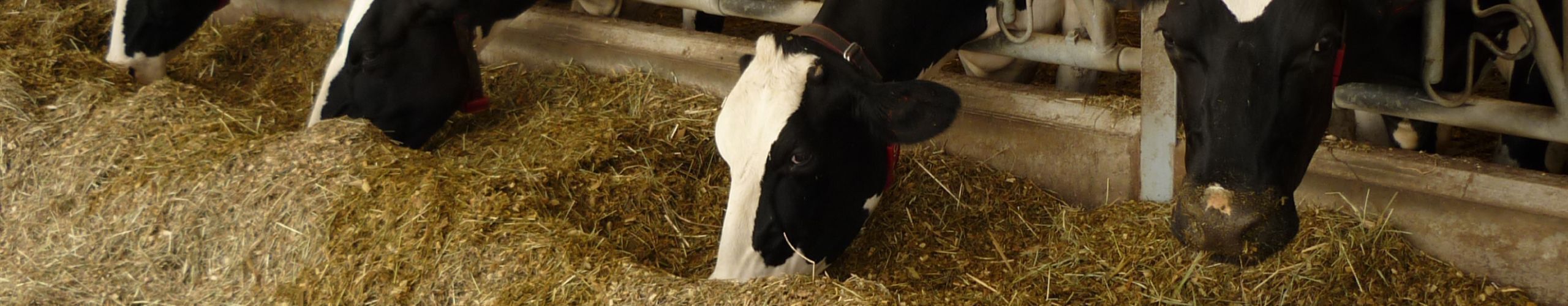 Vaches laitières table alimentation