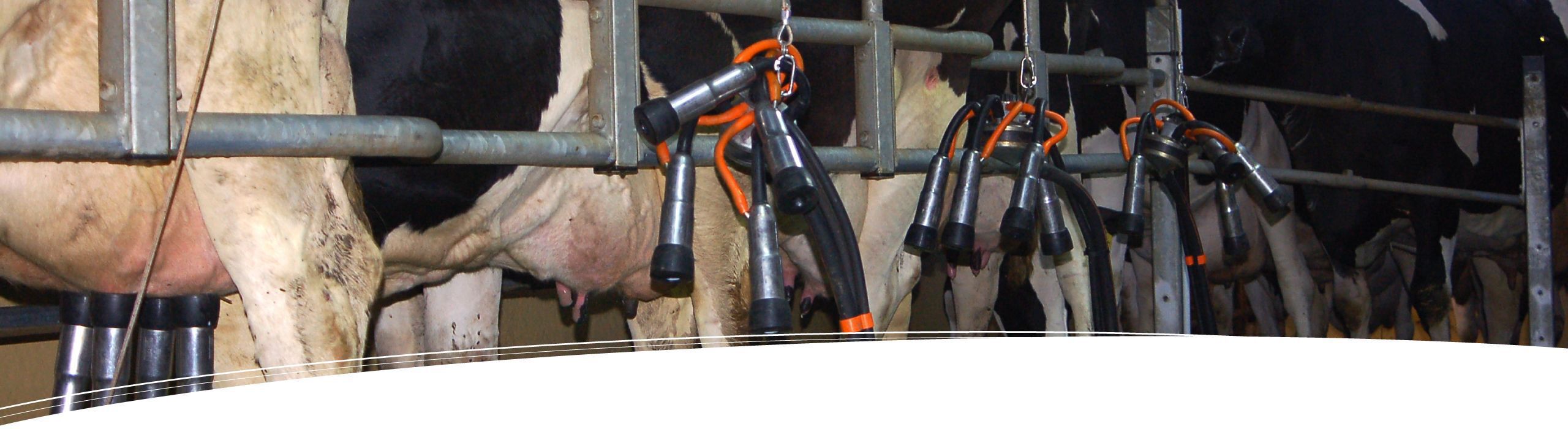 Vaches laitières traite